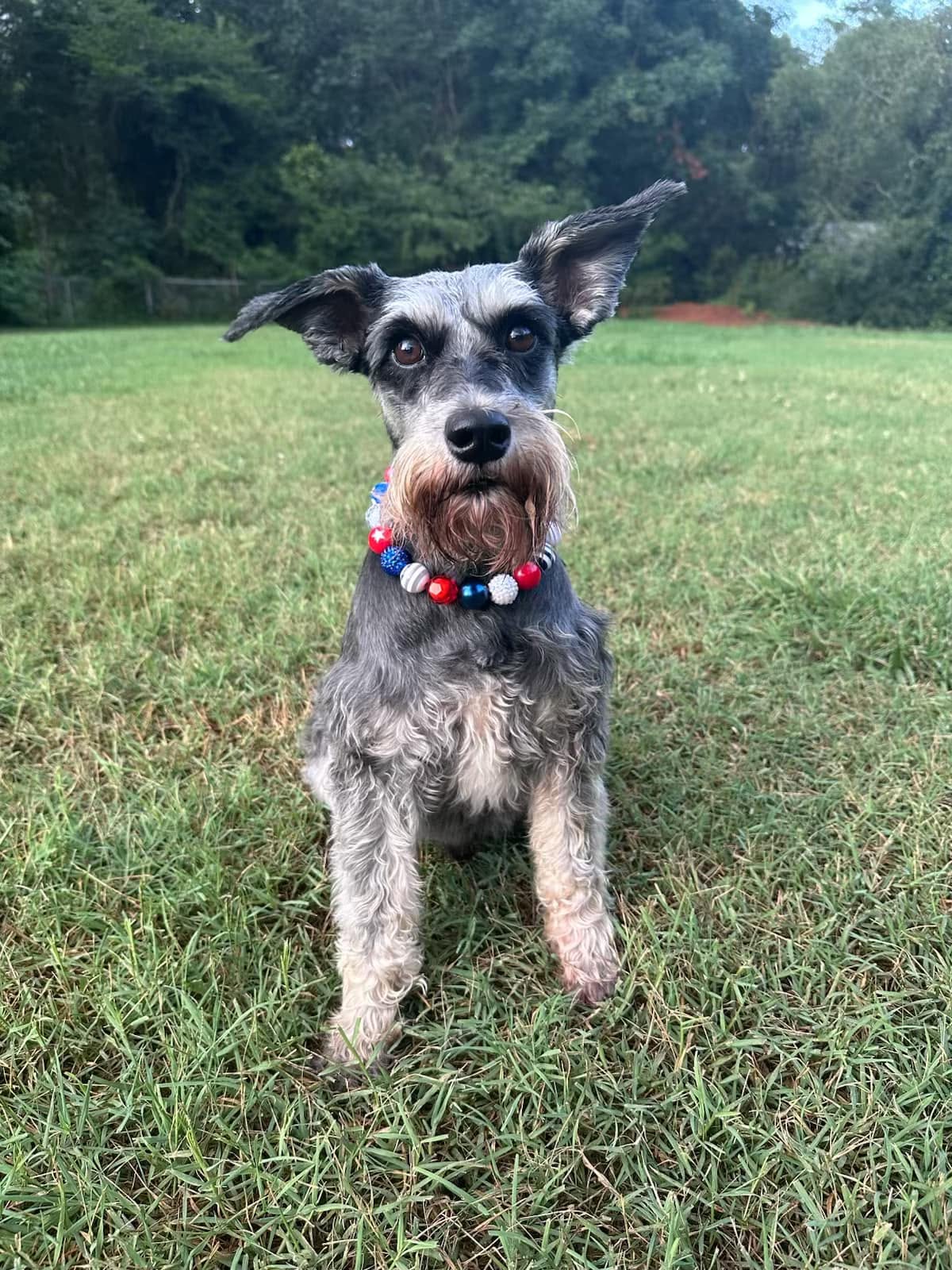 4th of July Dog Necklaces