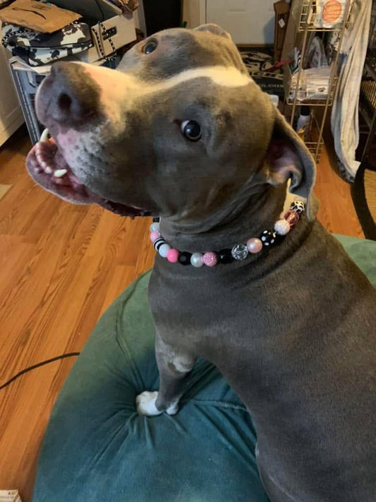 Summer Dog Necklaces