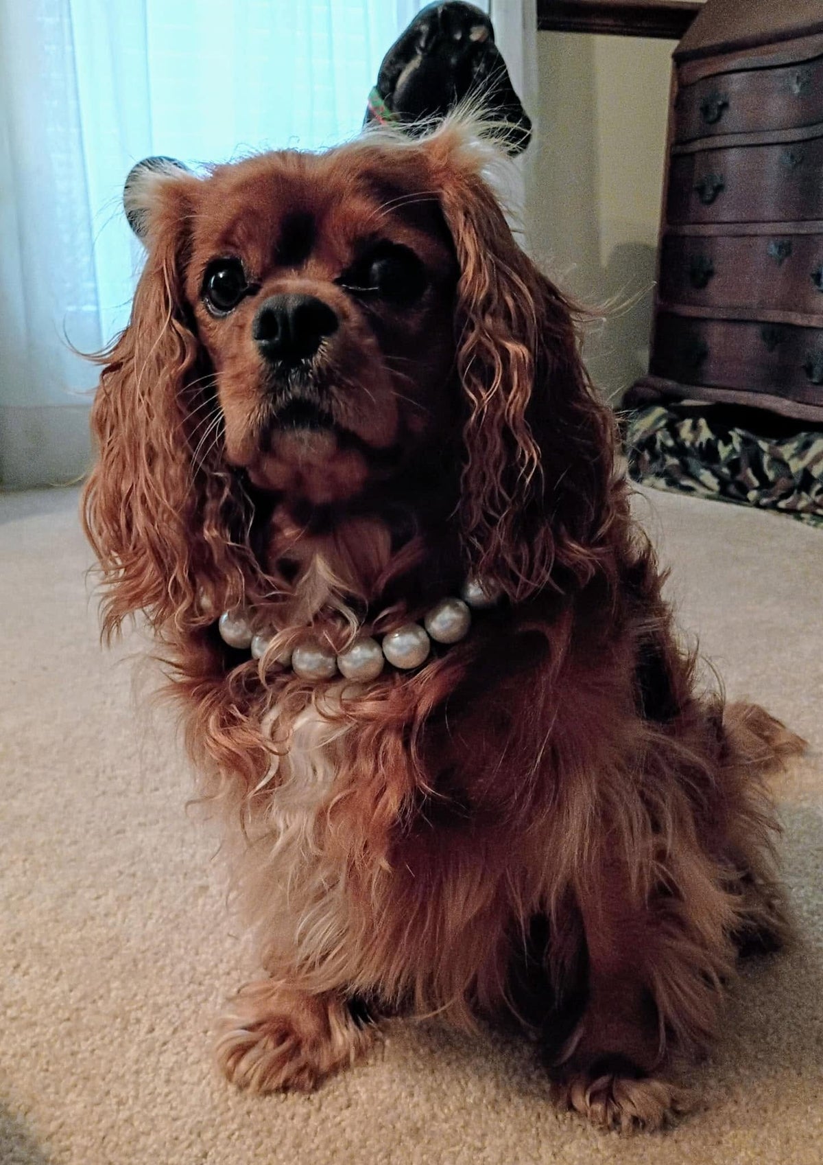 Pearls Dog Necklaces