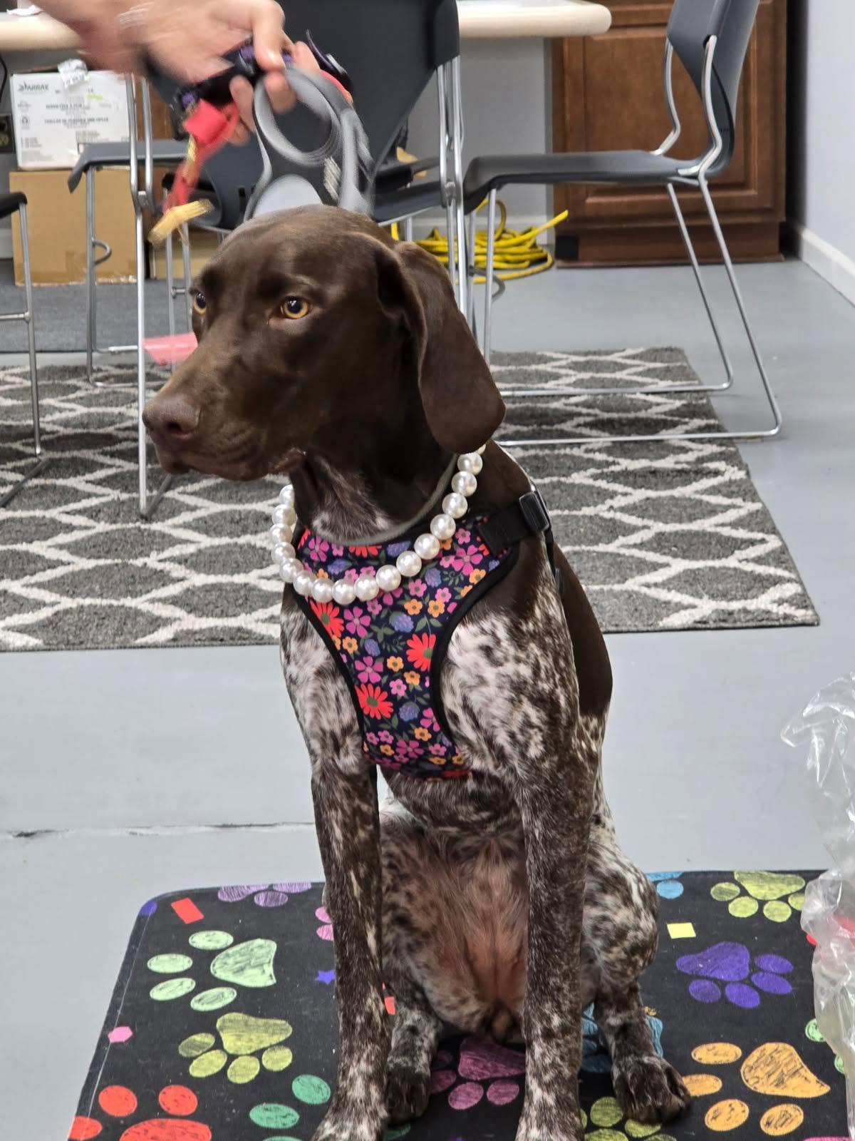 Pearls Dog Necklaces