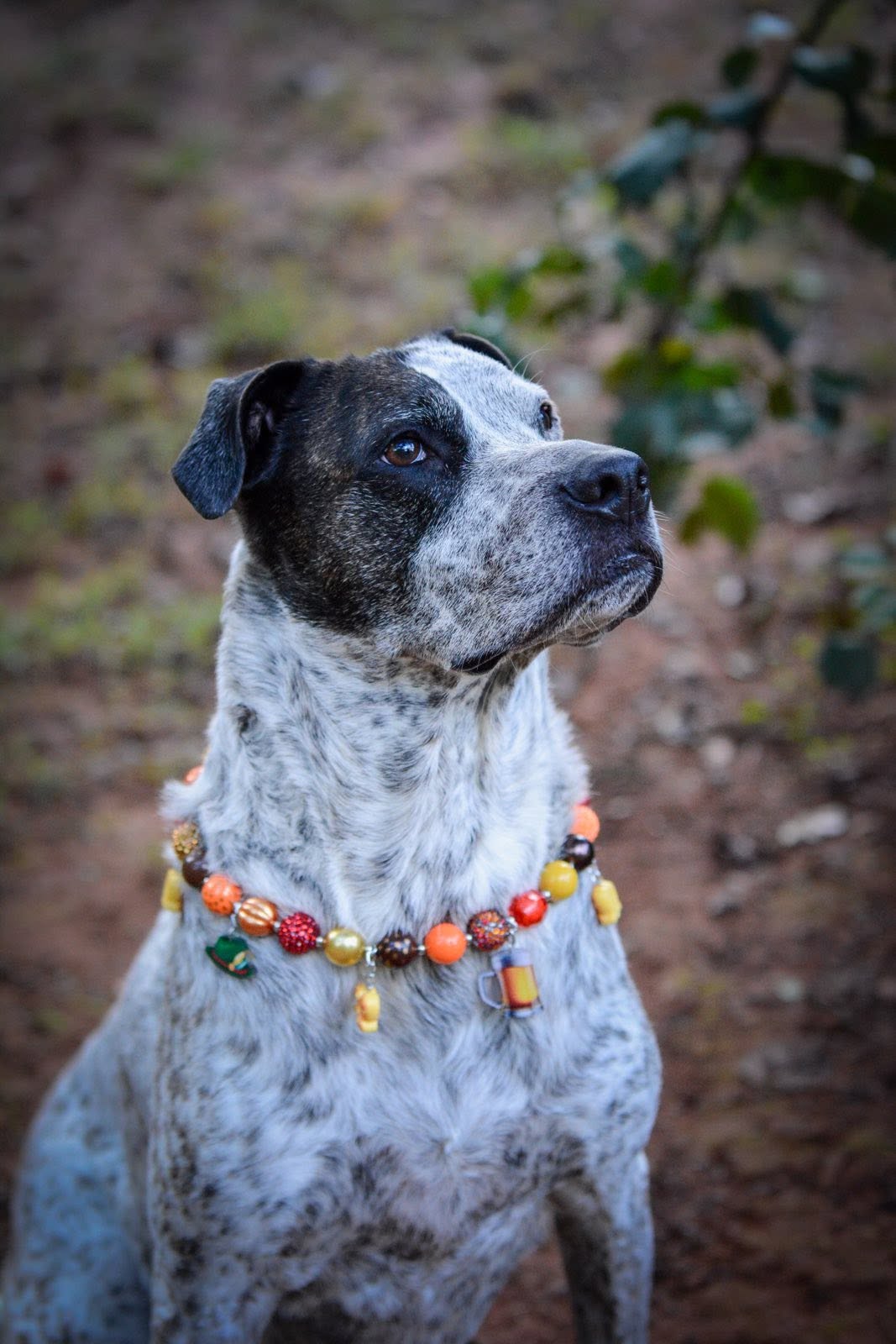 Fall/Halloween Dog Necklaces